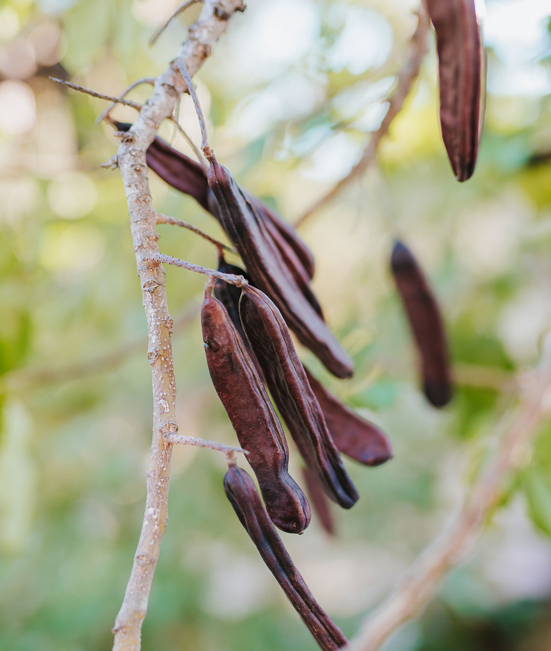 Carob Utc