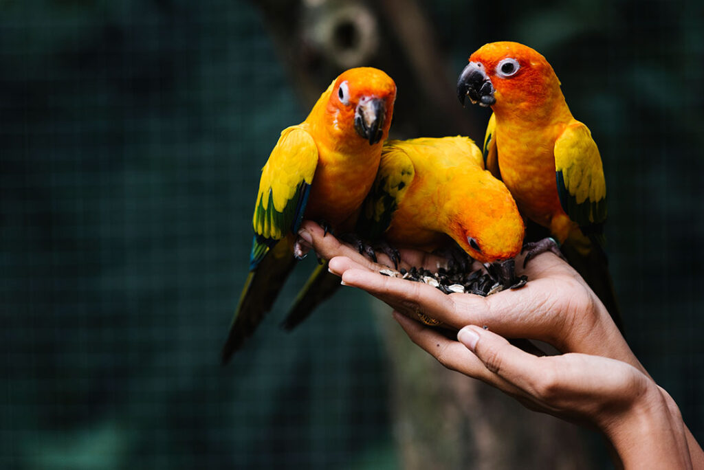 Hands Holding Wild Birds In A Zoo