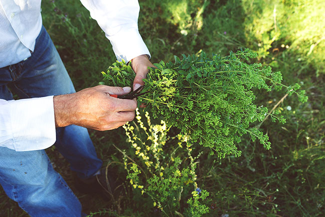 Bouquet Oregano