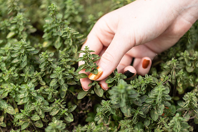 Oregano Spices